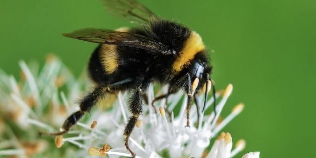 Roundup Shown to Kill Bees—But Not How You Might Expect